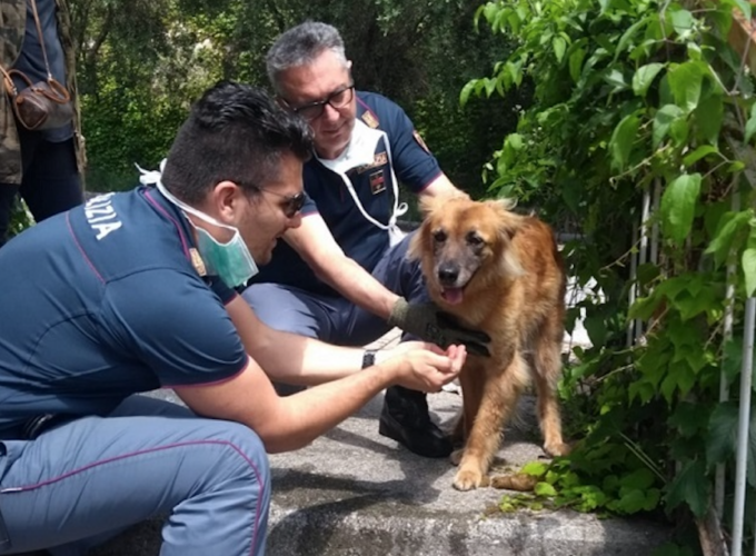 Savona: salvato cane dentro auto parcheggiata al sole