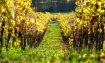 Vendemmia anticipata in alcune zone d'Italia. Calendario regolare in Piemonte