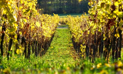 Dalla Regione Piemonte riconoscimento ufficiale della Strada del vino e dei sapori del Gran Monferrato