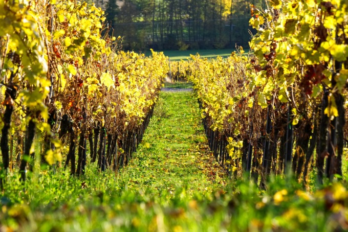 Vendemmia anticipata in alcune zone d’Italia. Calendario regolare in Piemonte