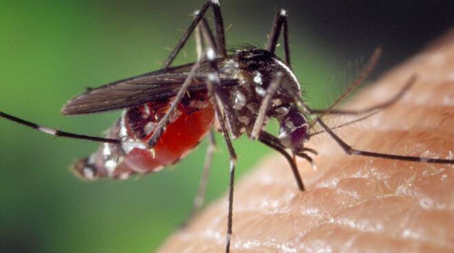 L’estate è iniziata: attenzione alle punture di insetti
