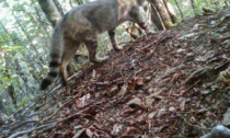 All'Attraverso Festival il primo film sul gatto selvatico in libertà