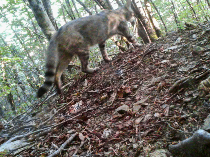 All’Attraverso Festival il primo film sul gatto selvatico in libertà