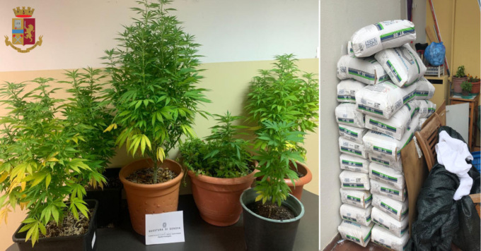 Genova: scoperta piantagione di marijuana, denunciata una donna