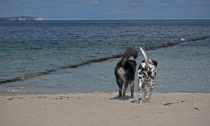 Boom vacanza dog friendly, anche ad agosto