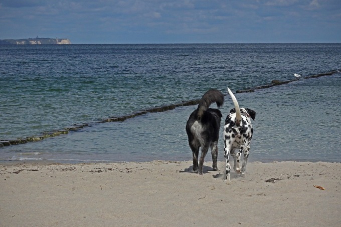 Boom vacanza dog friendly, anche ad agosto