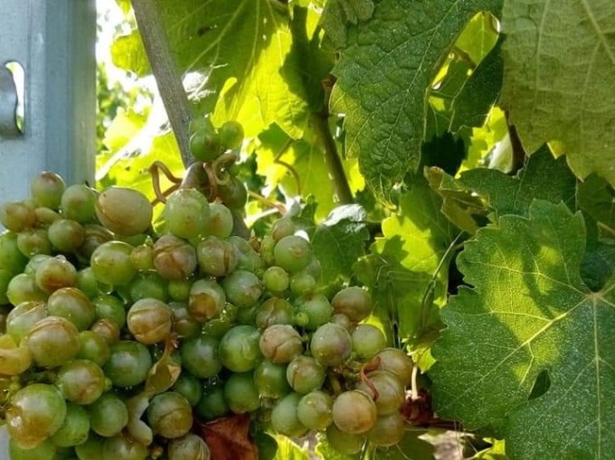 Vino: Lega, in prima linea contro etichettatura imposta da Ue a vino e birra