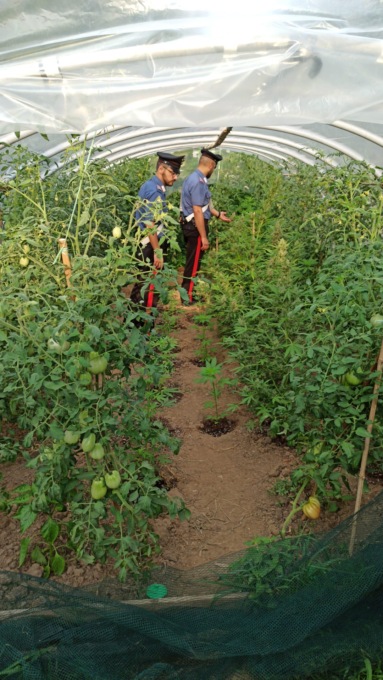Torino, Carabinieri scoprono 3 piantagioni di marijuana