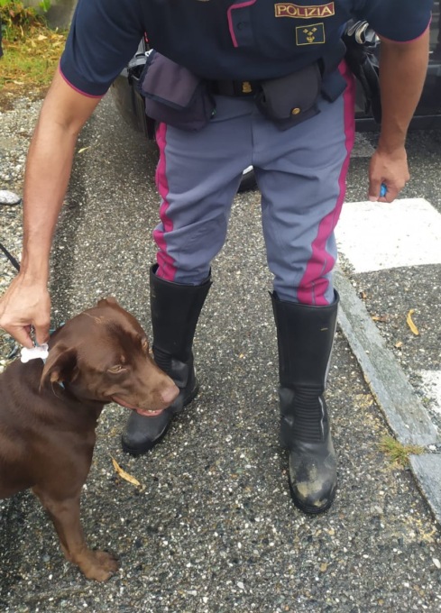 Torino: rubano cane e chiedono riscatto, arrestati