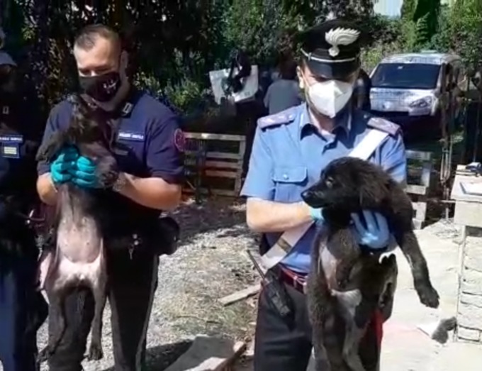 Chieri: 16 cani abbandonati in un canile abusivo