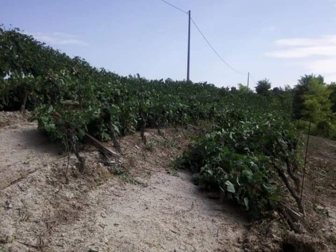 Maltempo: diversi danni per vigneti e aziende agricole