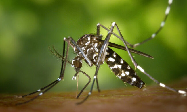 Primo caso di West Nile in provincia di Alessandria