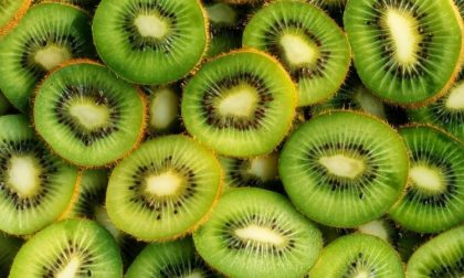 Moria del kiwi per una grave patologia: il Piemonte tra i più colpiti