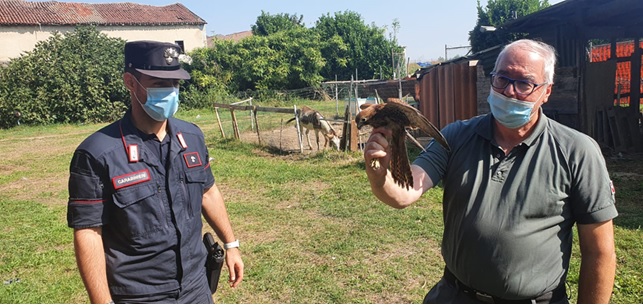 Casale, Carabinieri fermano 58enne per furto di specie a rischio estinzione