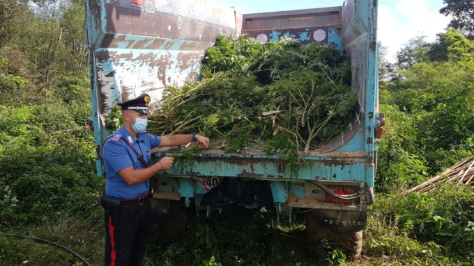 Torino, Carabinieri scoprono piantagioni di marijuana, arrestati 7 pusher
