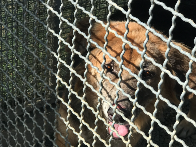 Abbandono cani e gatti, sarà un’altra estate da bollino rosso