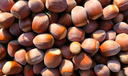 Cia Piemonte, nocciole: “Quotato il primo prezzo, si auspica il rialzo”