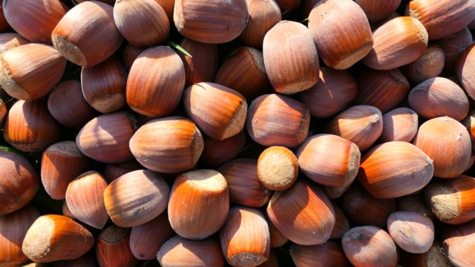 Cia Piemonte, nocciole: “Quotato il primo prezzo, si auspica il rialzo”