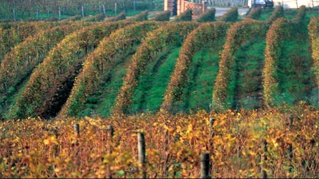 Gavi docg, le vendite di luglio-agosto superano quelle del 2019