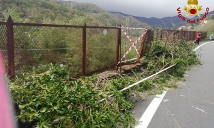 Albero caduto su statale del Turchino, l’intervento dei Vigili del Fuoco
