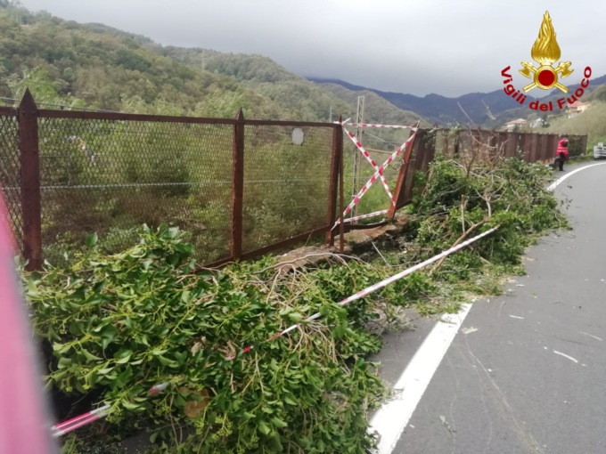 Albero caduto su statale del Turchino, l’intervento dei Vigili del Fuoco