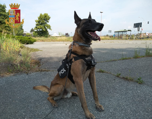 Torino: Il cane Evan scova la droga nel doppio fondo di un cassetto