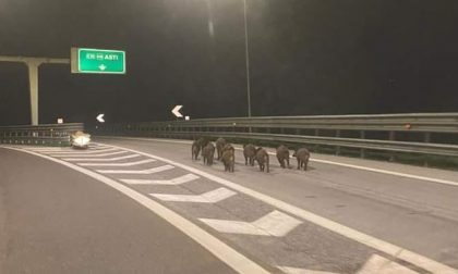 Cinghiali invadono la A21, che rischio! FOTO