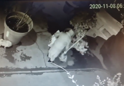 Dopo i furtarelli di piante, ristoratore smaschera la colpevole e… la “assume”