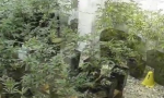 Serra di Marijuana in cascina: scoperte ben 380 piante nell'Alessandrino VIDEO