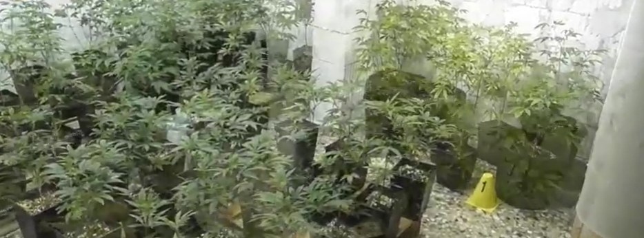 Serra di Marijuana in cascina: scoperte ben 380 piante nell’Alessandrino VIDEO