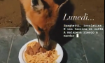 Un buon piatto di spaghetti da condividere... con una volpe VIDEO