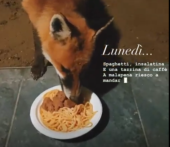 Un buon piatto di spaghetti da condividere… con una volpe VIDEO