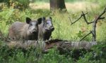 Dava da mangiare ad un branco di cinghiali nel bosco, denunciato dai guardiaboschi