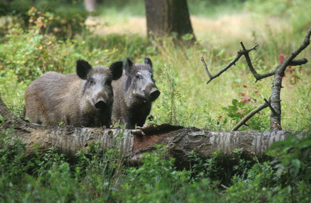 Dava da mangiare ad un branco di cinghiali nel bosco, denunciato dai guardiaboschi