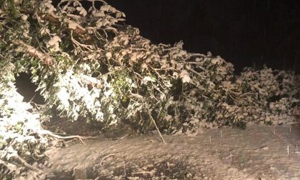 Allerta neve: diversi alberi caduti bloccano la circolazione stradale