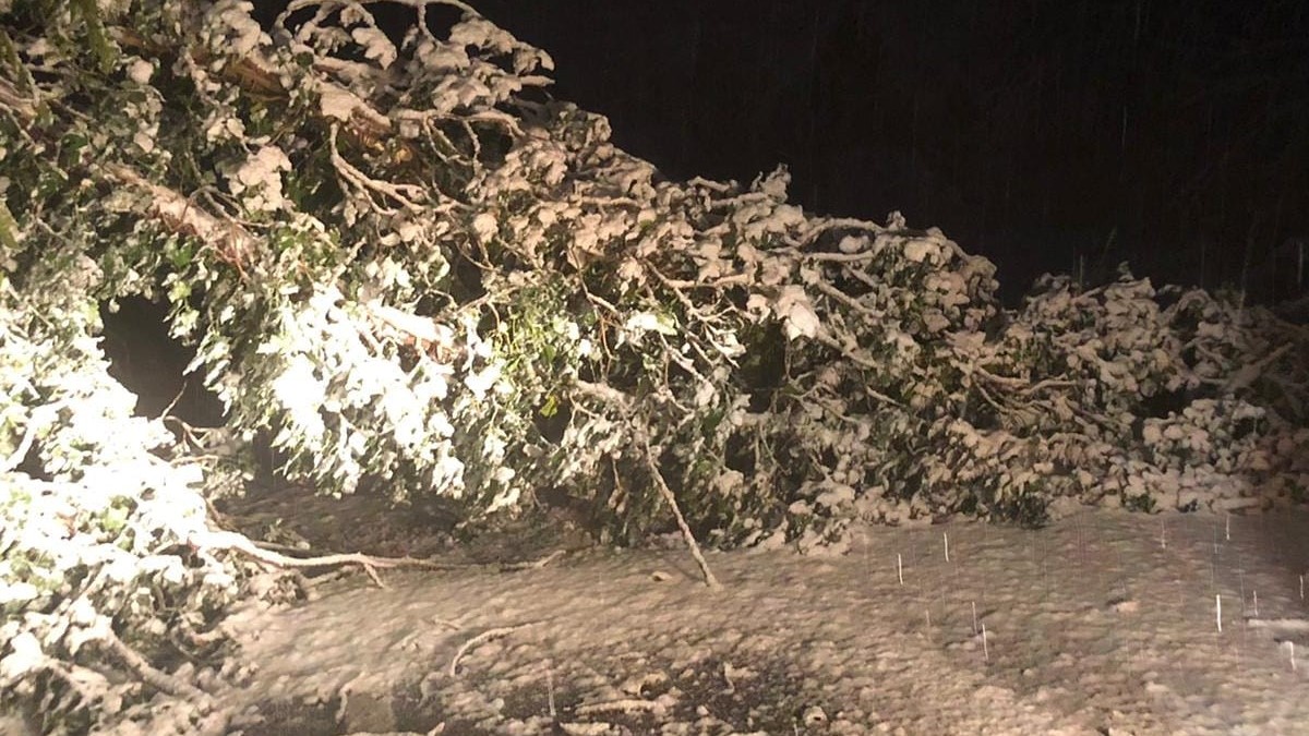 Allerta neve: diversi alberi caduti bloccano la circolazione stradale