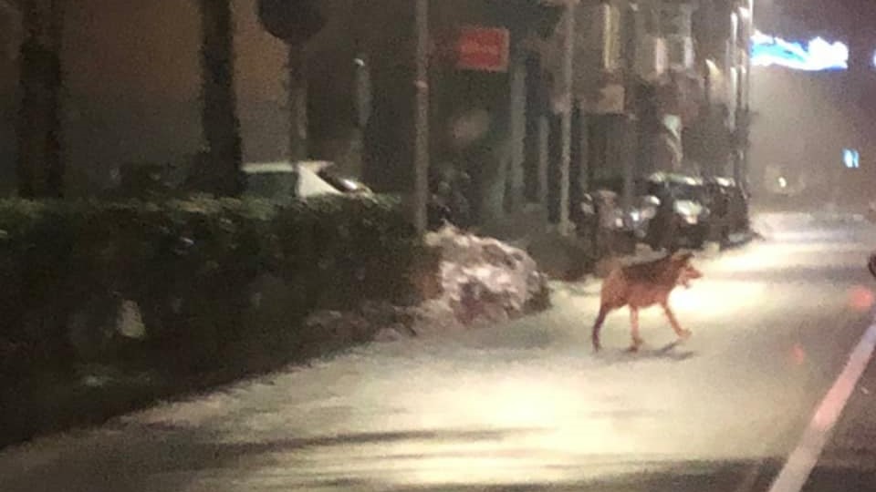 Avvistati lupi per le strade di Ovada? Le immagini che fanno discutere