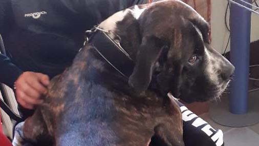 Ogni giorno prendeva a calci e frustate il proprio cane in pieno centro, denunciato