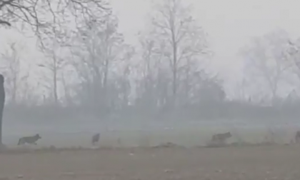 Un branco di 8 lupi avvistato nel territorio Alessandrino VIDEO