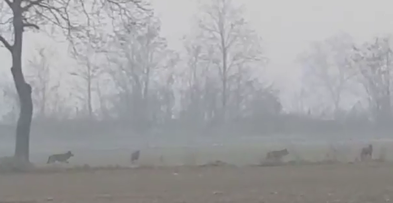 Un branco di 8 lupi avvistato nel territorio Alessandrino VIDEO