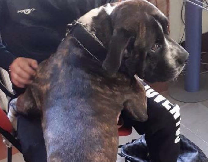 Casale Monferrato: botte al cane, denunciato giovane