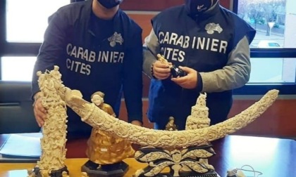 Traffico d’avorio in Piemonte: 27 denunce e sequestri per 150.000 euro