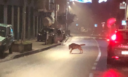 Ovada, avvistati lupi in via Lung’Orba