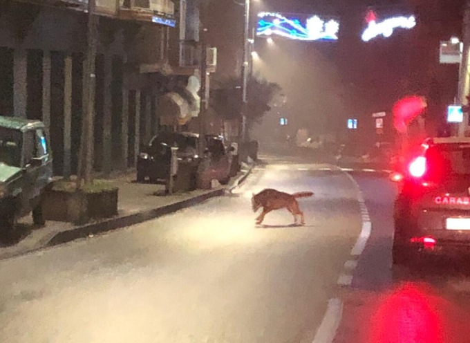 Ovada, avvistati lupi in via Lung’Orba