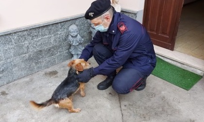 Cane ferito con pallini da caccia, denunciato padrone