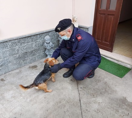 Cane ferito con pallini da caccia, denunciato padrone