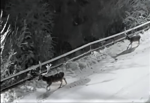 Cervi passeggiano per le vie di Torriglia nella notte dell’Epifania