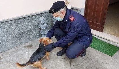 Ferisce il cane con un fucile a pallini e poi lo abbandona per strada, denunciato il proprietario