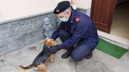 Ferisce il cane con un fucile a pallini e poi lo abbandona per strada, denunciato il proprietario