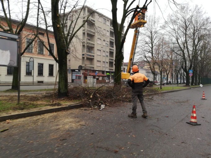 Alessandria, viabilità ridotta davanti al Moccagatta per taglio alberi